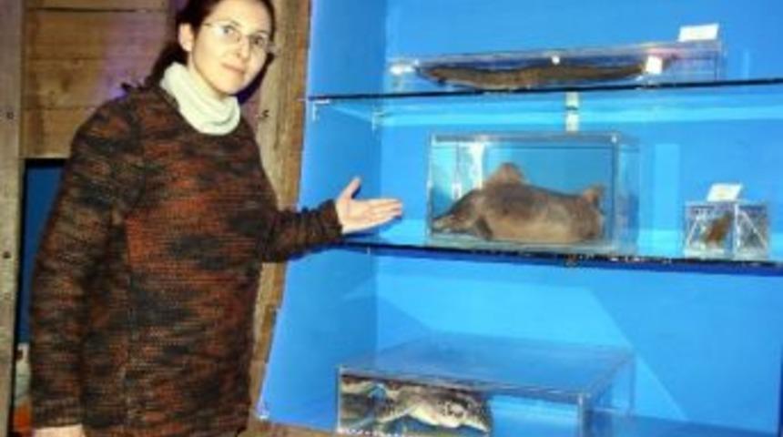 500 Deniz Canlısı M&uuml;zede Hayat Buldu