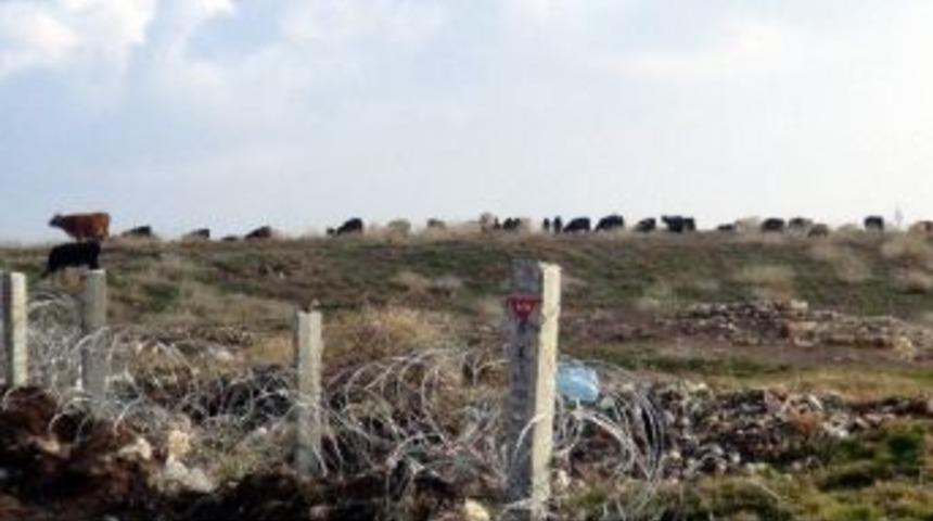 Nusaybin&rsquo;de Mayınlı Alan Hayvanların Otlatma Yeri Oldu