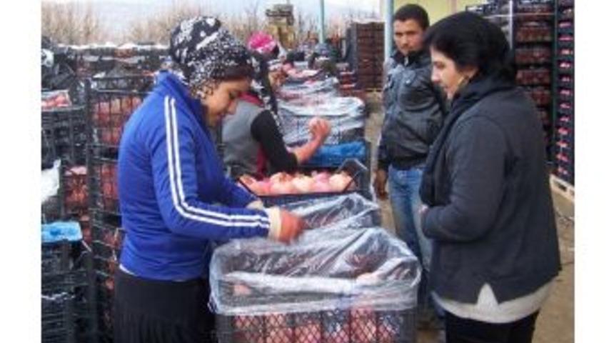 Korkuteli'nden Avrupa&rsquo;ya Nar İhra&ccedil; Ediliyor