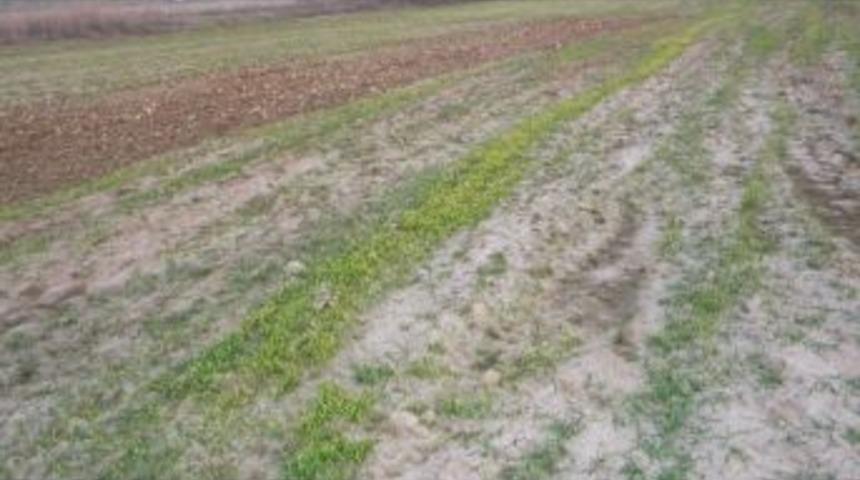 (&ouml;zel Haber) Kuraklık Trakya &Ccedil;ift&ccedil;isini Vurdu