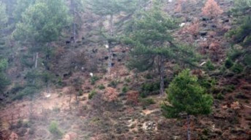 (&ouml;zel Haber) Kurtlar Ke&ccedil;ileri Ka&ccedil;ırdı