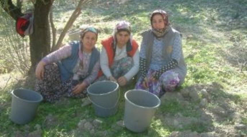 Burhaniye&rsquo;de Zeytin Hasadının Sonuna Gelindi