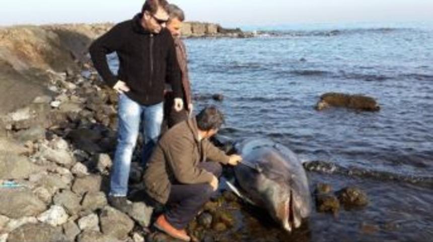 Karadeniz&rsquo;de Yunus Karaya Vurdu