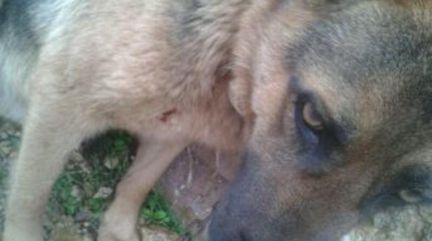 K&ouml;peğin Kirpiyle &Ouml;l&uuml;mc&uuml;l Oyunu