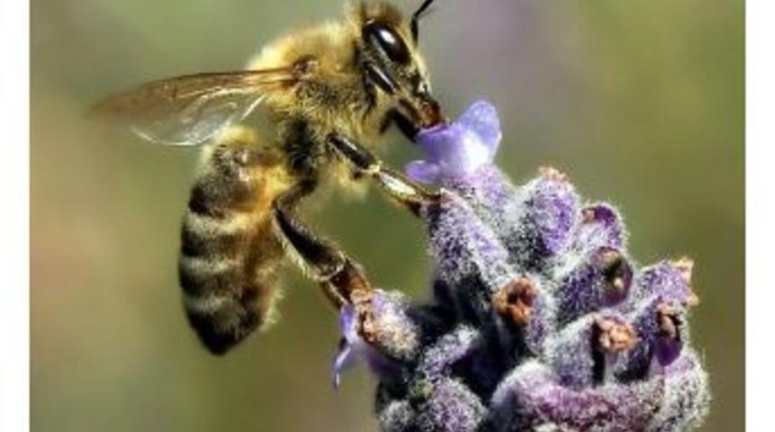 Arı Otu Alanlarında Artış