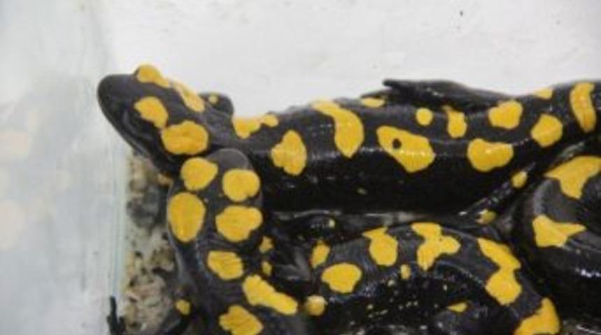 Nesli T&uuml;kenen Lekeli Semender, Havaalanında Ele Ge&ccedil;irildi