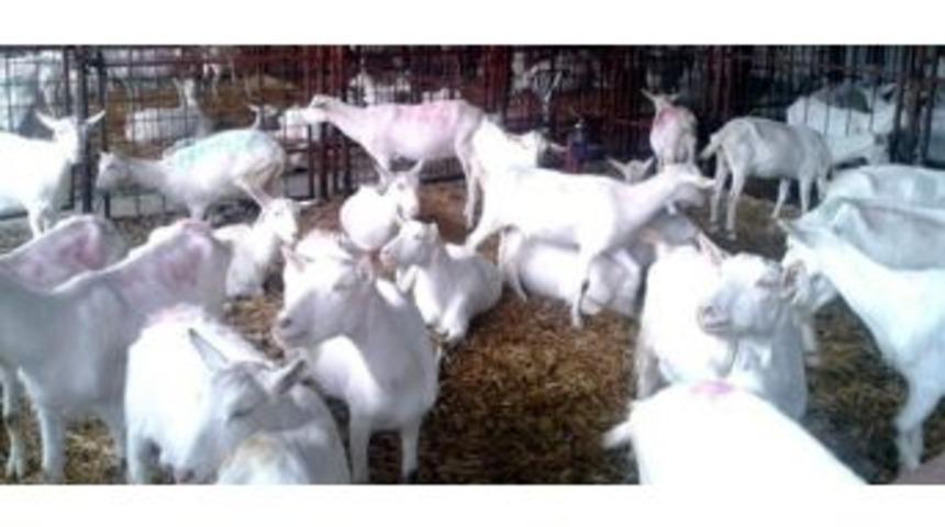 Aydın&rsquo;da 'saanen Irkı Ke&ccedil;i Yetiştiriciliği Projesi' Hayata Ge&ccedil;ti