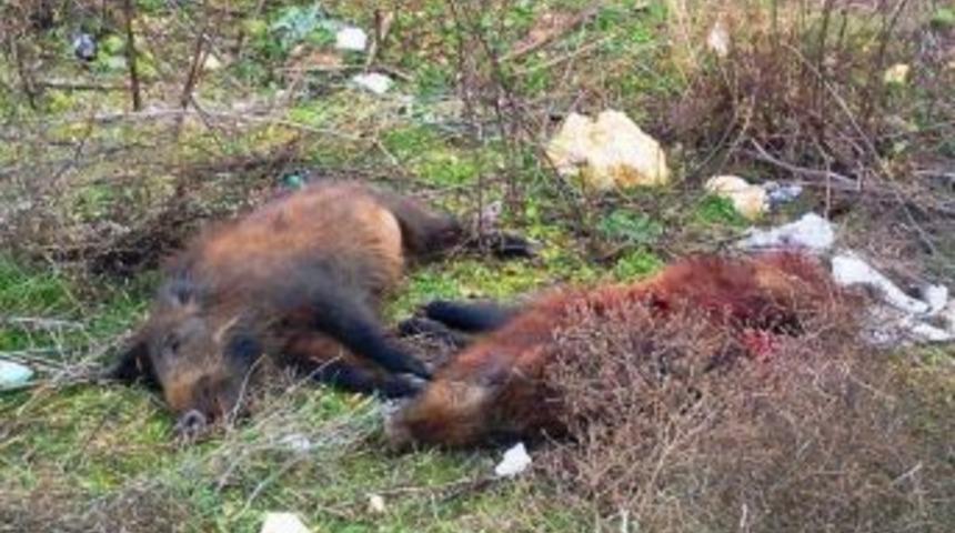 (&ouml;zel Haber) Yaban Domuzları Kent Merkezine İndi