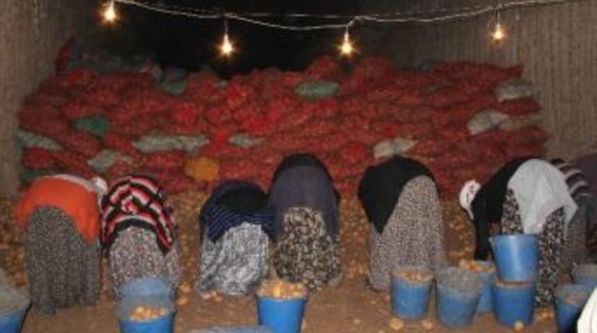 Bakanlık Patateste Yaşanan Fiyat Artışına El Koydu