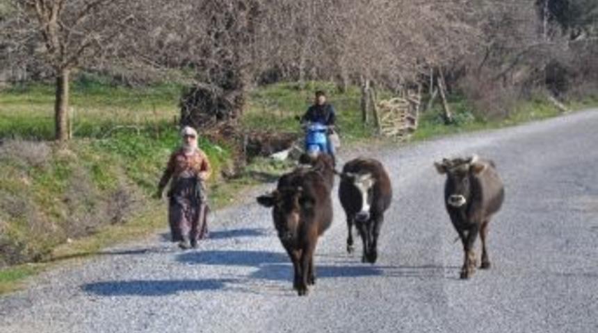 İnekleri Kural İhlali Yapan &Ccedil;obana 200 Tl Ceza Kesildi
