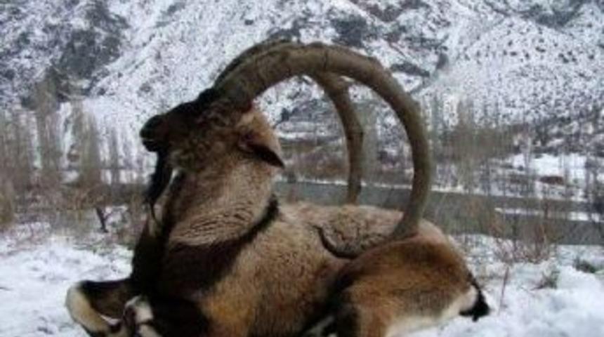 Kağızman&rsquo;da Dağ Ke&ccedil;ileri Avcıların Kurbanı Oluyor