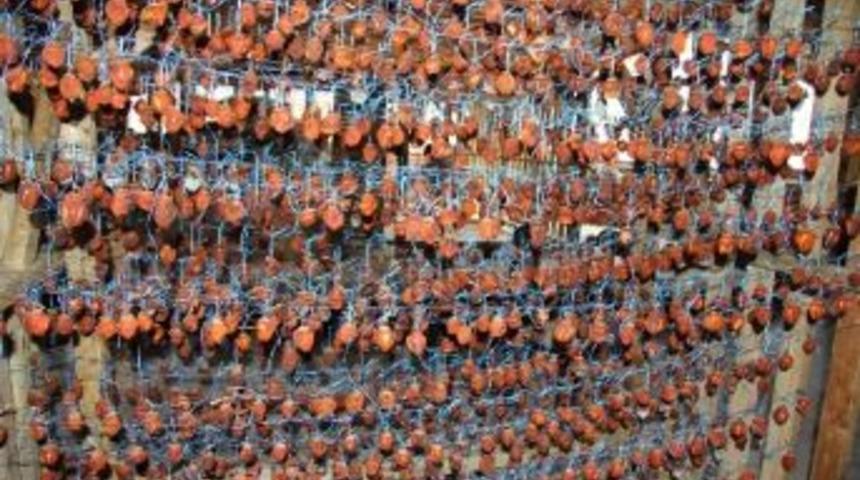 Hendek Hurması Amacına Ulaştı