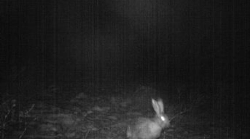 Foto Kapanla Doğal Hayat G&ouml;zetleniyor