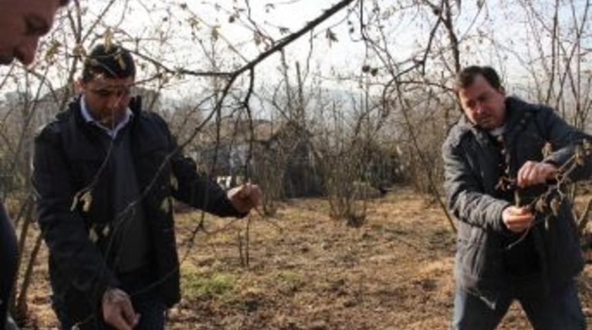 Fındık Dalları Kozalak Akarı İle Dolu