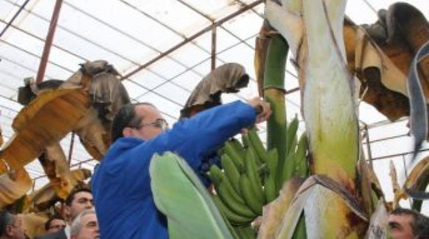 Ergin, Muz Ağacına &Ccedil;ıkarak İlk Hasadı Yaptı