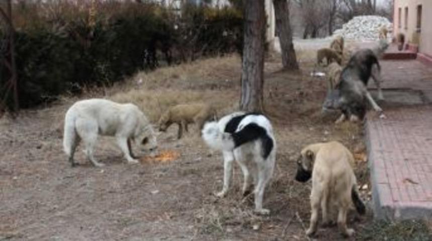 Başıboş K&ouml;peklere Tepebaşı Belediyesi Sahip &Ccedil;ıktı