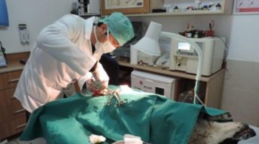 Kumluca Belediyesi Sokak Hayvanlarını Kısırlaştırıyor