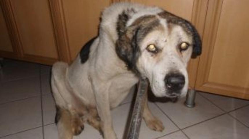 &Ccedil;oban K&ouml;peği Bundan Sonra Kalp İla&ccedil;ları İle Hayata Tutunacak