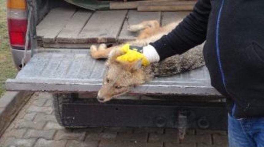 Yaralı Tilki Tedavi Altına Alındı