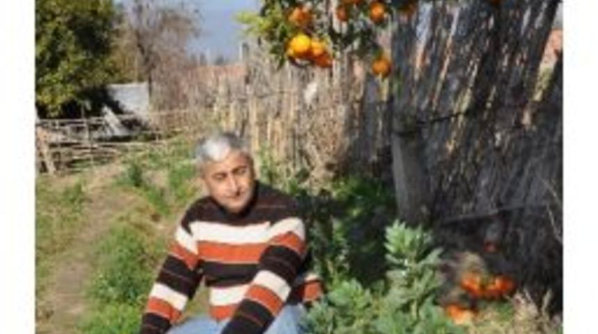 Narenciye Dalında Kaldı