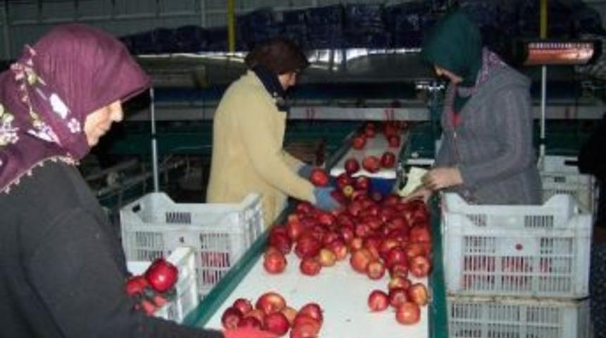 Korkuteli&rsquo;nde Elma İhracatı Başladı