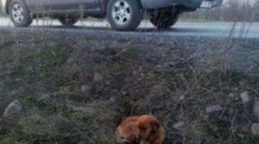 İzmit'te Hayvanlar Koruma Altında