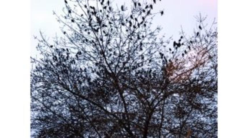 Sığırcıkların G&ouml;ky&uuml;z&uuml;ndeki Dansı B&uuml;y&uuml;ledi