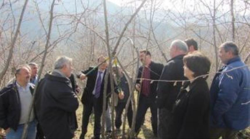 Giresun'da Fındık &Uuml;reticisine Budama Eğitimi Verildi