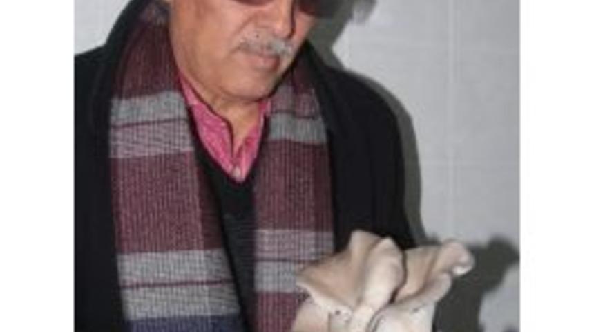 Mut'ta Kayın Mantarı &Uuml;retimi