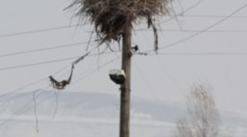 G&ouml;&ccedil; Eden Leyleklerin Yuvası Kargalara Kaldı