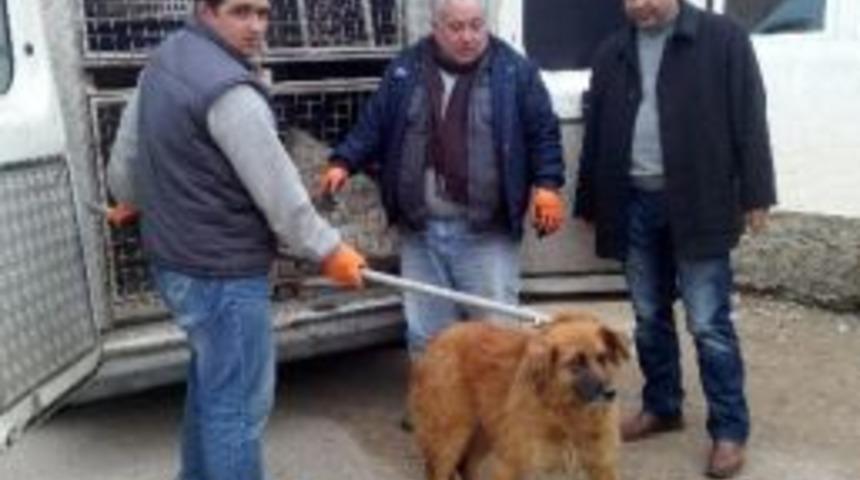 Kırıkkale&rsquo;de Sokak Hayvanları Kısırlaştırılıyor