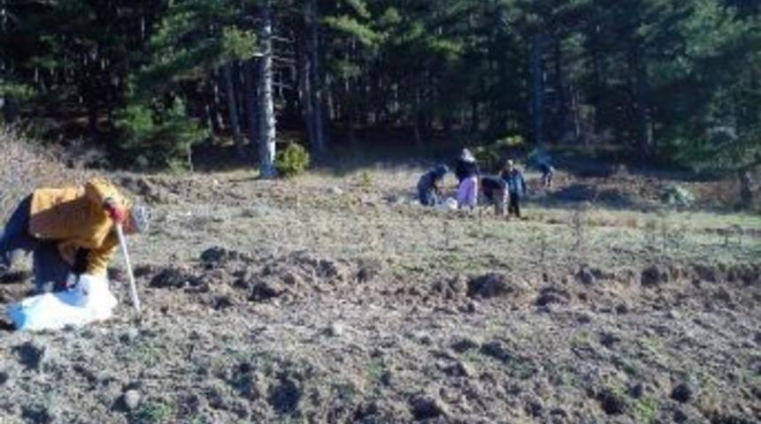 Sındırgı'da 21 Bin Fidan Toprakla Buluştu