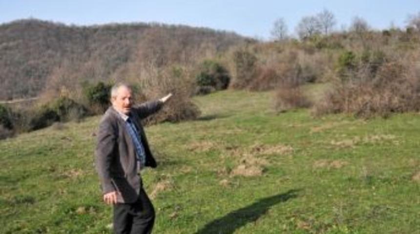 Yalova'da 2013 Yılında 122 Bin Fidan Dikildi