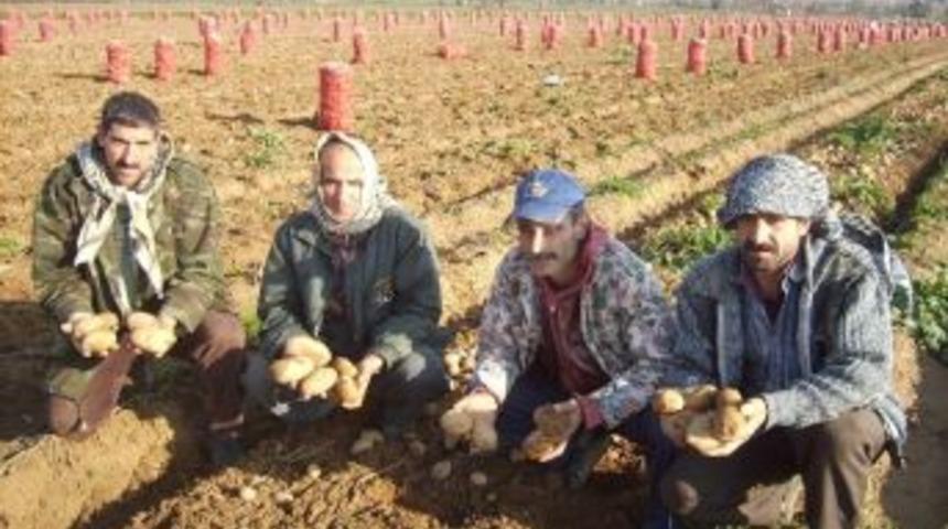 (&ouml;zel Haber) Patateste Spek&uuml;lasyon S&ouml;ylentilerinin Ger&ccedil;eği Yansıtmadığı &Ouml;ne S&uuml;r&uuml;ld&uuml;