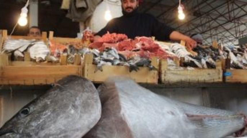 Dev Ahtapota B&uuml;y&uuml;k İlgi