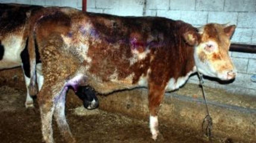 Adıyaman&rsquo;da &Ccedil;iftlik Yangını