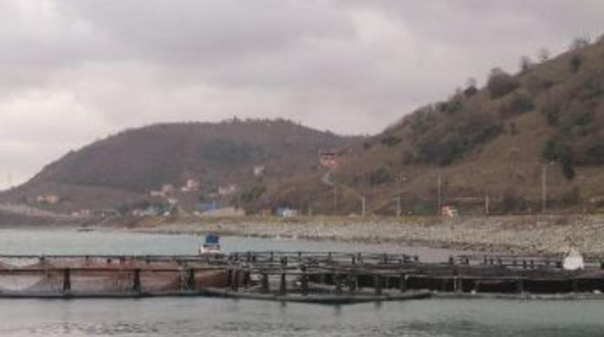 K&uuml;lt&uuml;r Balığı &Uuml;reticileri Dertli