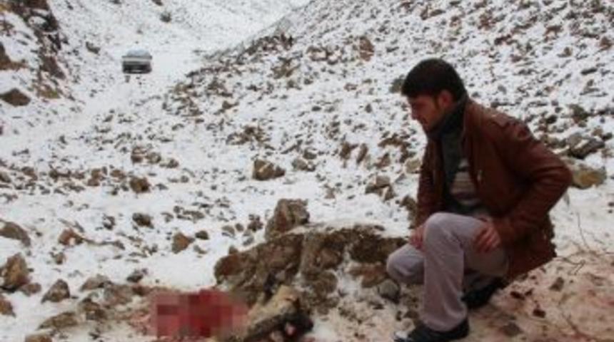 Kurt Saldırısına Uğrayan K&ouml;pekten Geriye İskeleti Kaldı