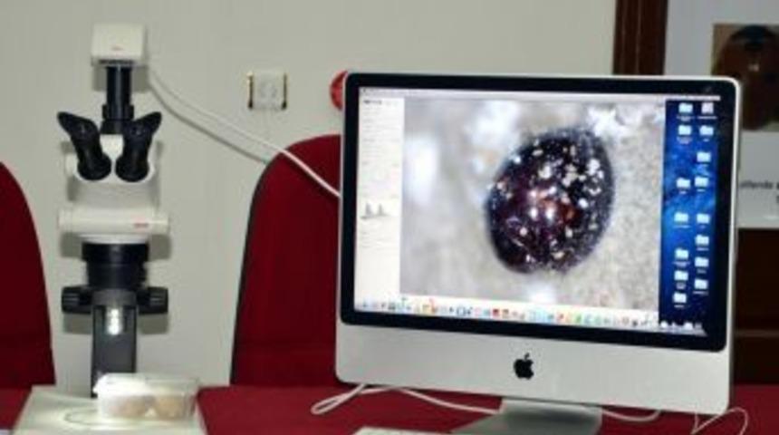 Finike'de Biyolojik M&uuml;cadele I&ccedil;in B&ouml;cek &Uuml;retimi Yapılacak