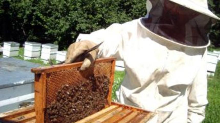 Arılar ge&ccedil;en yıl az &ccedil;alıştı