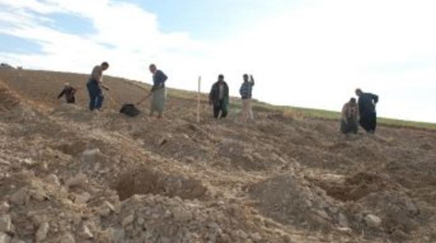 Kahta&rsquo;da İmece Usul&uuml; Bağ Ekimi Yapılıyor