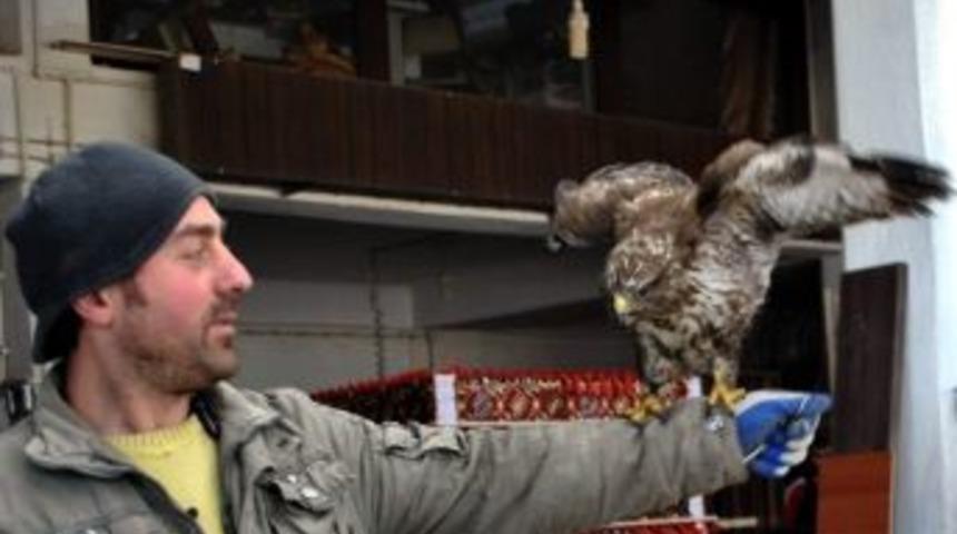 At&ouml;lyede Şahin Besliyor