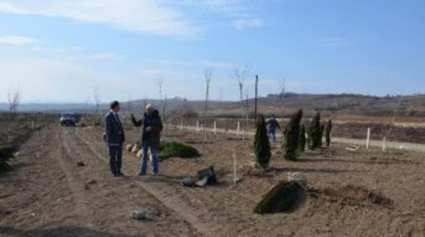 Bafra&rsquo;da Karadeniz&rsquo;in En B&uuml;y&uuml;k Arboretum &Ccedil;alışmaları