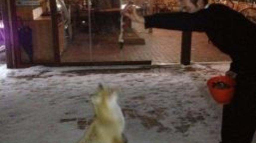 Ormanda A&ccedil; Kalan Tilki Tatil K&ouml;y&uuml;&rsquo;ne Sığındı