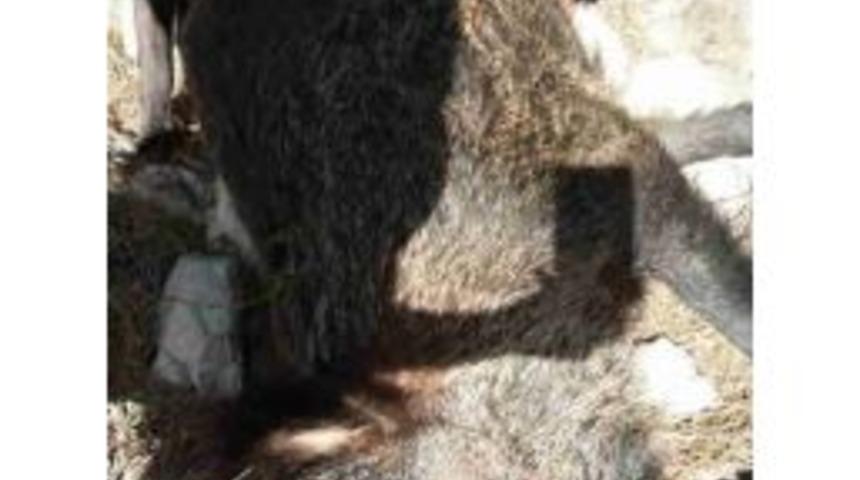 Fethiye&rsquo;de Domuz Timi Av Peşinde