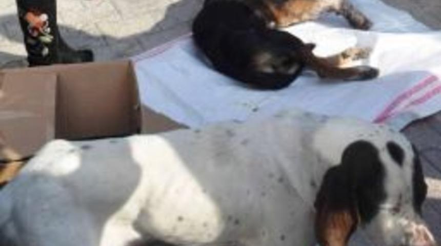 Vefalı K&ouml;pek, Kaza Ge&ccedil;iren Arkadaşının Yanından Bir An Olsun Ayrılmadı