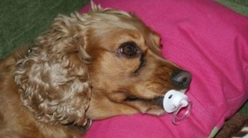 Bu K&ouml;pek Kendini Bebek Zannediyor