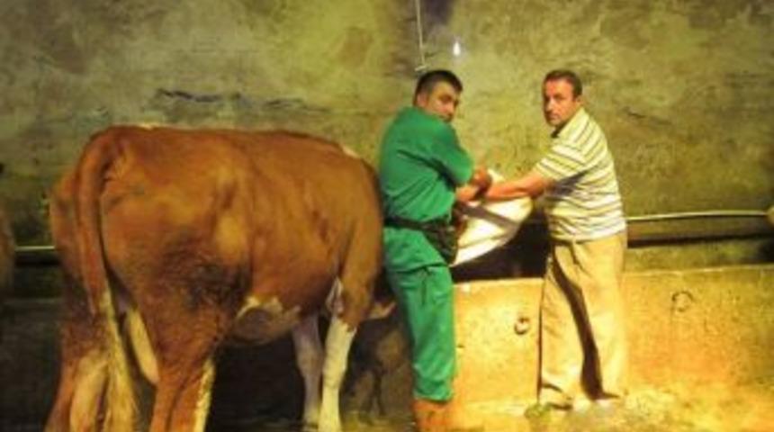 2013 Yılında Kastamonu&rsquo;da 371 Bin Şap Aşısı Yapıldı