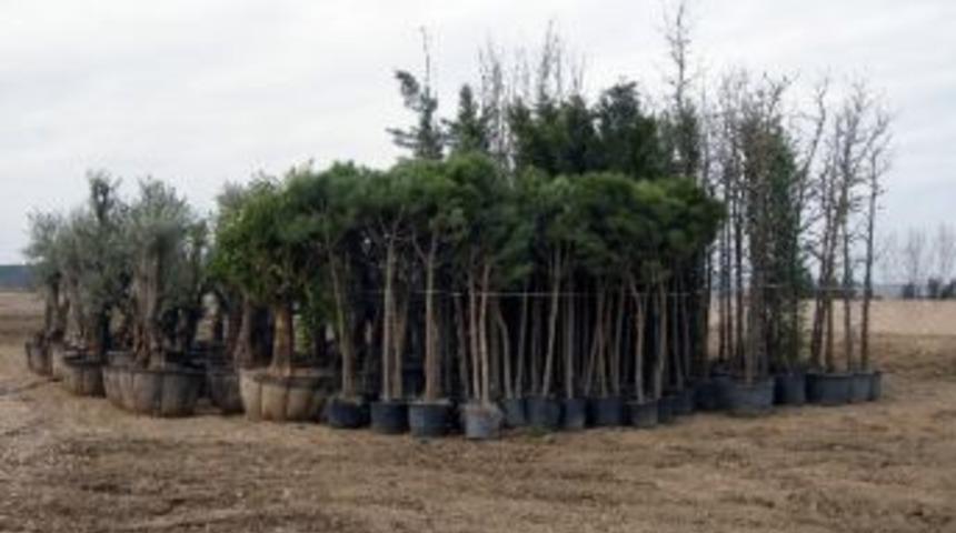 Expo 2016 Antalya&rsquo;ya İlk Ağa&ccedil;lar Dikiliyor