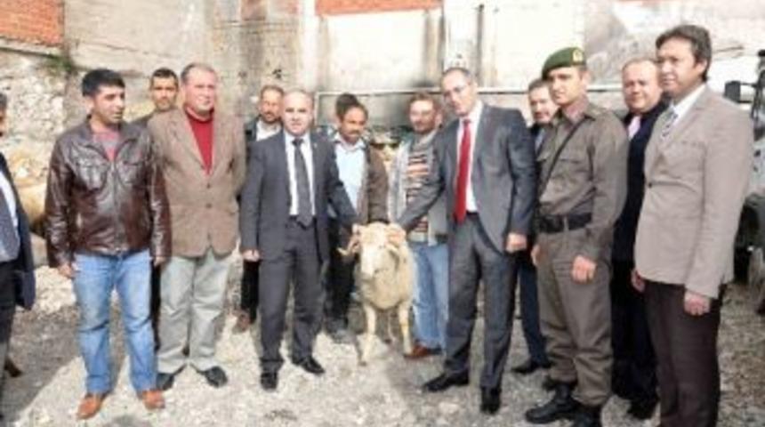 G&ouml;rdes&rsquo;te 17 Aileye Koyun Dağıtıldı